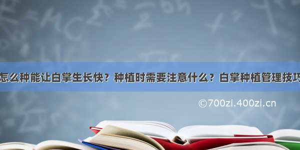 怎么种能让白掌生长快？种植时需要注意什么？白掌种植管理技巧