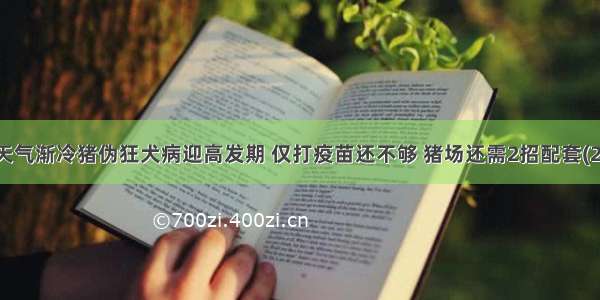 天气渐冷猪伪狂犬病迎高发期 仅打疫苗还不够 猪场还需2招配套(2)