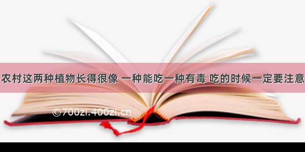 农村这两种植物长得很像 一种能吃一种有毒 吃的时候一定要注意