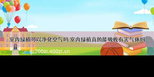 室内绿植可以净化空气吗 室内绿植真的能吸收有害气体吗