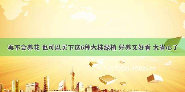 再不会养花 也可以买下这6种大株绿植 好养又好看 太省心了