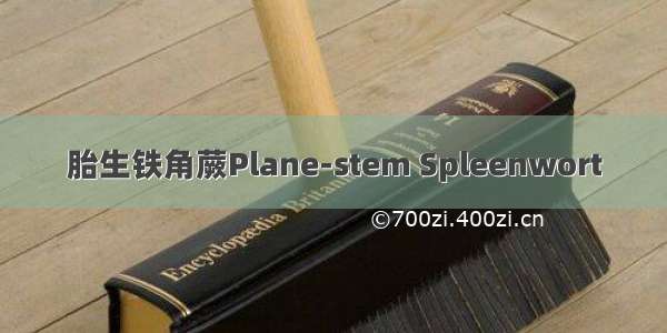 胎生铁角蕨Plane-stem Spleenwort