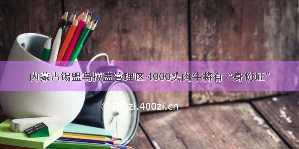 内蒙古锡盟乌拉盖管理区 4000头肉牛将有“身份证”