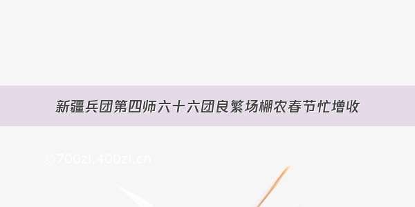 新疆兵团第四师六十六团良繁场棚农春节忙增收