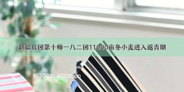 新疆兵团第十师一八二团11000亩冬小麦进入返青期