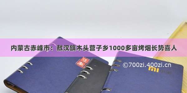 内蒙古赤峰市：敖汉旗木头营子乡1000多亩烤烟长势喜人