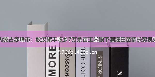 内蒙古赤峰市：敖汉旗丰收乡7万余亩玉米膜下滴灌田苗情长势良好