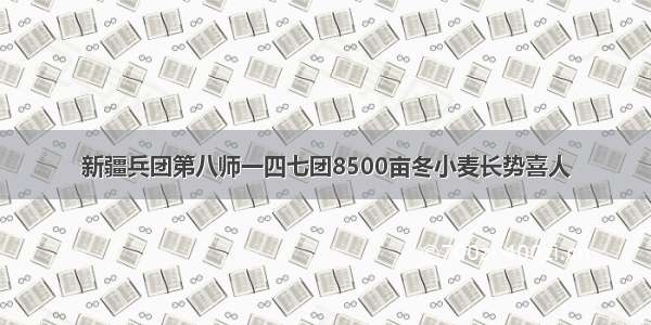 新疆兵团第八师一四七团8500亩冬小麦长势喜人