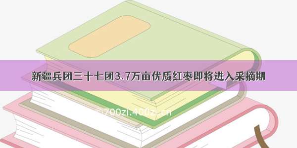 新疆兵团三十七团3.7万亩优质红枣即将进入采摘期