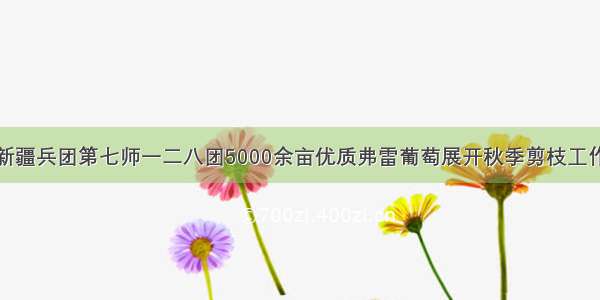 新疆兵团第七师一二八团5000余亩优质弗雷葡萄展开秋季剪枝工作