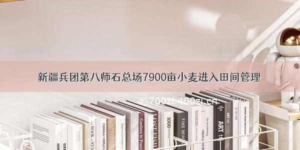 新疆兵团第八师石总场7900亩小麦进入田间管理