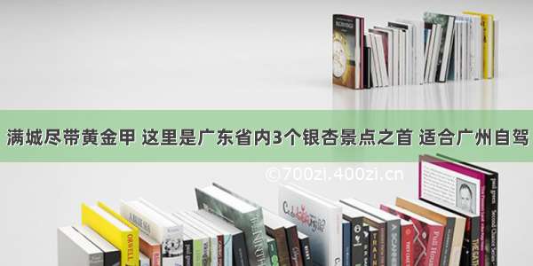 满城尽带黄金甲 这里是广东省内3个银杏景点之首 适合广州自驾