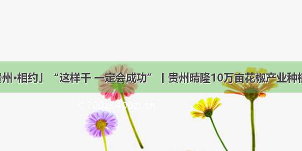 「多彩贵州·相约」“这样干 一定会成功”丨贵州晴隆10万亩花椒产业种植现场见闻