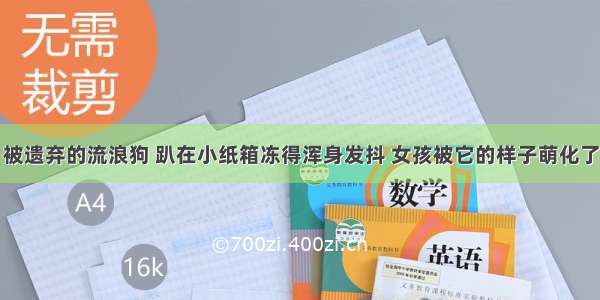 被遗弃的流浪狗 趴在小纸箱冻得浑身发抖 女孩被它的样子萌化了