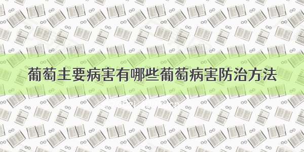 葡萄主要病害有哪些葡萄病害防治方法