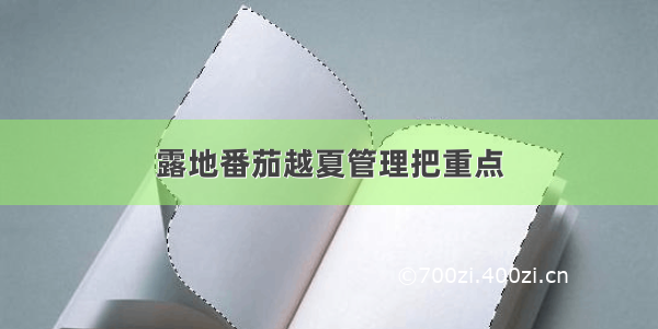 露地番茄越夏管理把重点