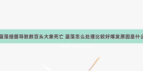 蓝藻细菌导致数百头大象死亡 蓝藻怎么处理比较好爆发原因是什么