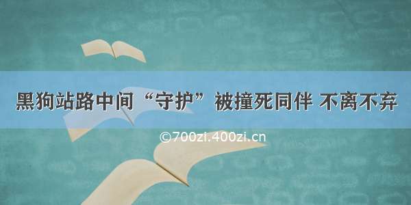 黑狗站路中间“守护”被撞死同伴 不离不弃