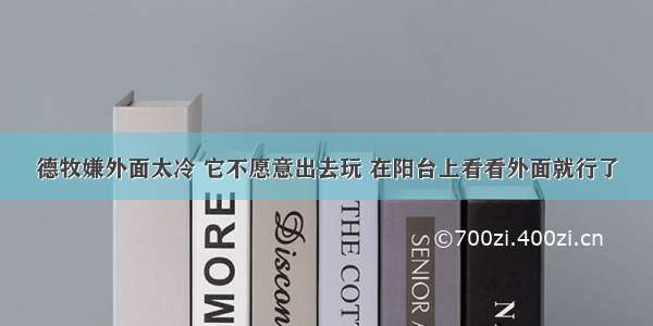 德牧嫌外面太冷 它不愿意出去玩 在阳台上看看外面就行了