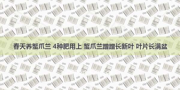 春天养蟹爪兰 4种肥用上 蟹爪兰蹭蹭长新叶 叶片长满盆