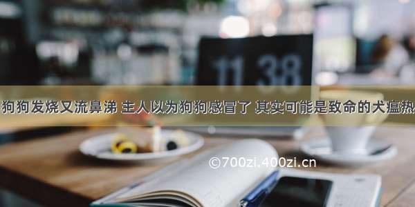 狗狗发烧又流鼻涕 主人以为狗狗感冒了 其实可能是致命的犬瘟热