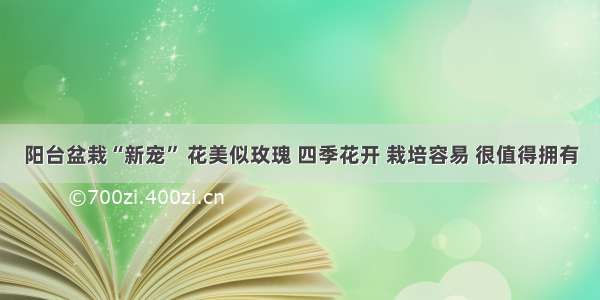 阳台盆栽“新宠” 花美似玫瑰 四季花开 栽培容易 很值得拥有