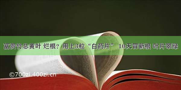 富贵竹总黄叶 烂根？用上3粒“白药片” 10天冒新根 叶片翠绿