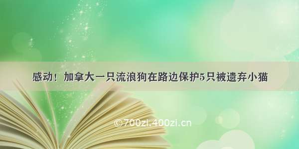 感动！加拿大一只流浪狗在路边保护5只被遗弃小猫