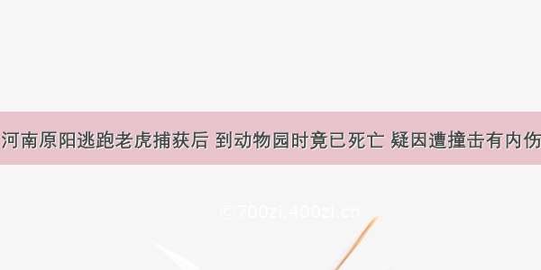 河南原阳逃跑老虎捕获后 到动物园时竟已死亡 疑因遭撞击有内伤