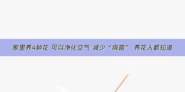 家里养4种花 可以净化空气 减少“病菌” 养花人都知道