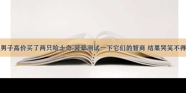 男子高价买了两只哈士奇 装晕测试一下它们的智商 结果哭笑不得