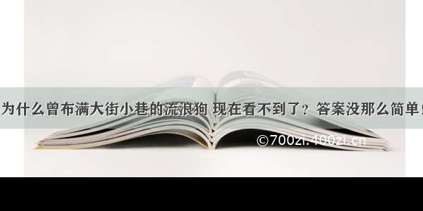 为什么曾布满大街小巷的流浪狗 现在看不到了？答案没那么简单！