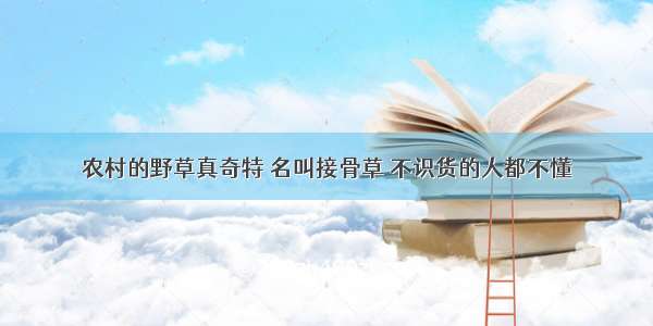 农村的野草真奇特 名叫接骨草 不识货的人都不懂