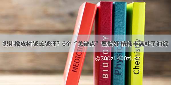 想让橡皮树越长越旺？6个“关键点”要做好 植株丰满叶子油绿