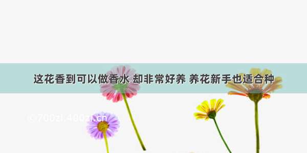 这花香到可以做香水 却非常好养 养花新手也适合种