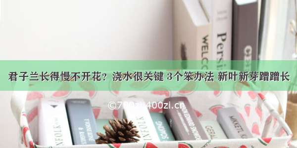 君子兰长得慢不开花？浇水很关键 3个笨办法 新叶新芽蹭蹭长