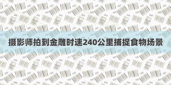 摄影师拍到金雕时速240公里捕捉食物场景