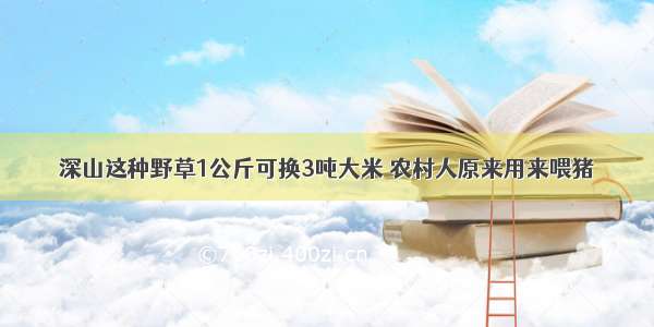 深山这种野草1公斤可换3吨大米 农村人原来用来喂猪