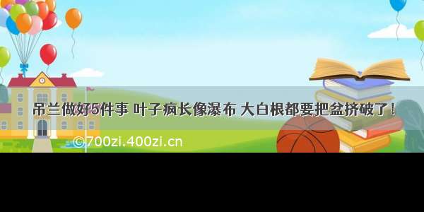 吊兰做好5件事 叶子疯长像瀑布 大白根都要把盆挤破了！