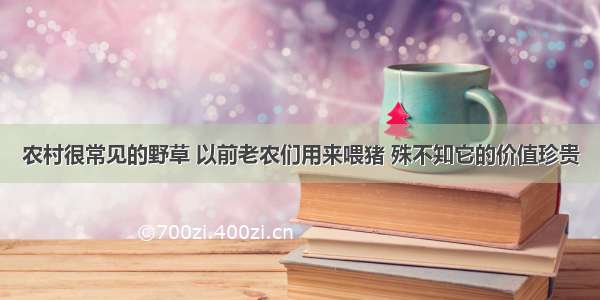 农村很常见的野草 以前老农们用来喂猪 殊不知它的价值珍贵