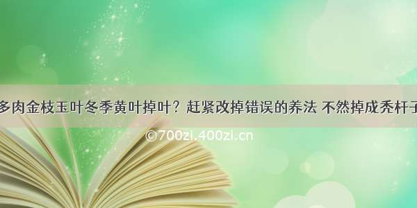 多肉金枝玉叶冬季黄叶掉叶？赶紧改掉错误的养法 不然掉成秃杆子