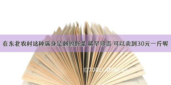 在东北农村这种满身是刺的野菜 稀罕珍贵 可以卖到30元一斤呢