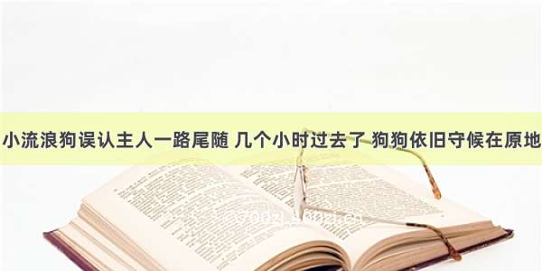 小流浪狗误认主人一路尾随 几个小时过去了 狗狗依旧守候在原地