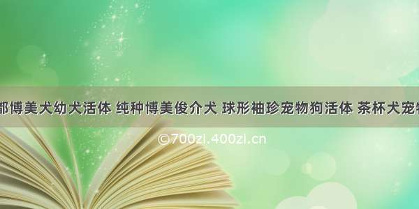 成都博美犬幼犬活体 纯种博美俊介犬 球形袖珍宠物狗活体 茶杯犬宠物A