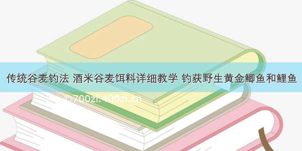 传统谷麦钓法 酒米谷麦饵料详细教学 钓获野生黄金鲫鱼和鲤鱼