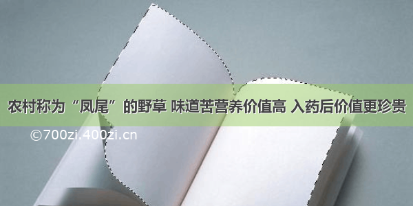 农村称为“凤尾”的野草 味道苦营养价值高 入药后价值更珍贵