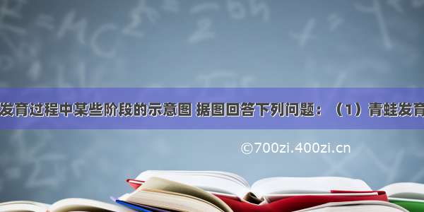 如图是青蛙发育过程中某些阶段的示意图 据图回答下列问题：（1）青蛙发育过程的顺序