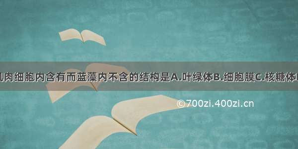 单选题肌肉细胞内含有而蓝藻内不含的结构是A.叶绿体B.细胞膜C.核糖体D.线粒体