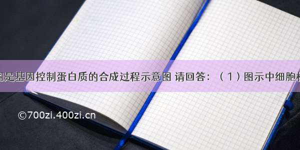 （4分）下图是基因控制蛋白质的合成过程示意图 请回答：（1）图示中细胞核内发生的过