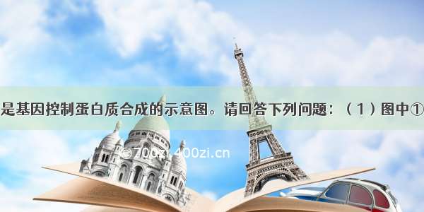 （9分）下图是基因控制蛋白质合成的示意图。请回答下列问题：（1）图中①所示的过程在